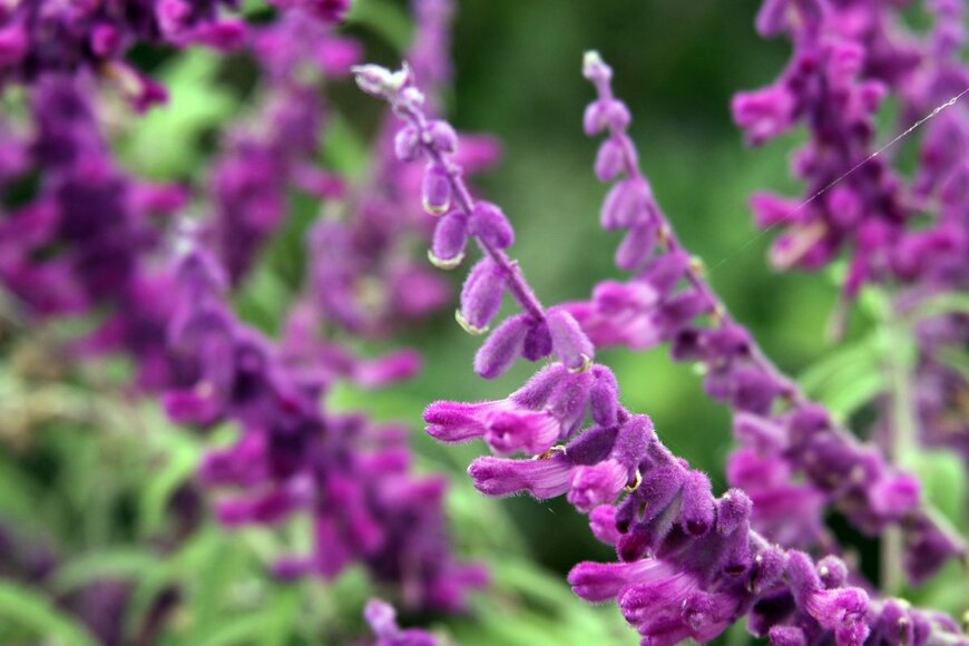 Opachevsky Irina/shutterstock.com