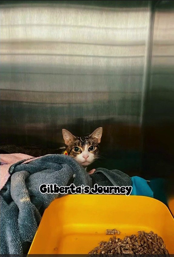 骨折の激痛に耐え子猫を守り続けた母猫　奇跡の回復で新しい家族を待つ姿に反響