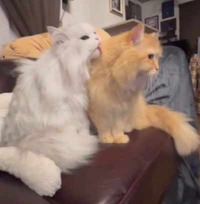 先輩猫が後輩猫を毛づくろいしたら「6秒で崩れた平和」に1万いいね