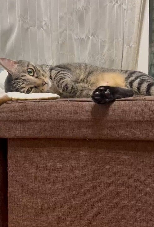 リラックスした様子の猫