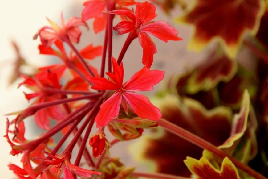 モミジバゼラニウムの花がアップで写っている。花の色は赤。葉の色は茶色で、縁が黄緑