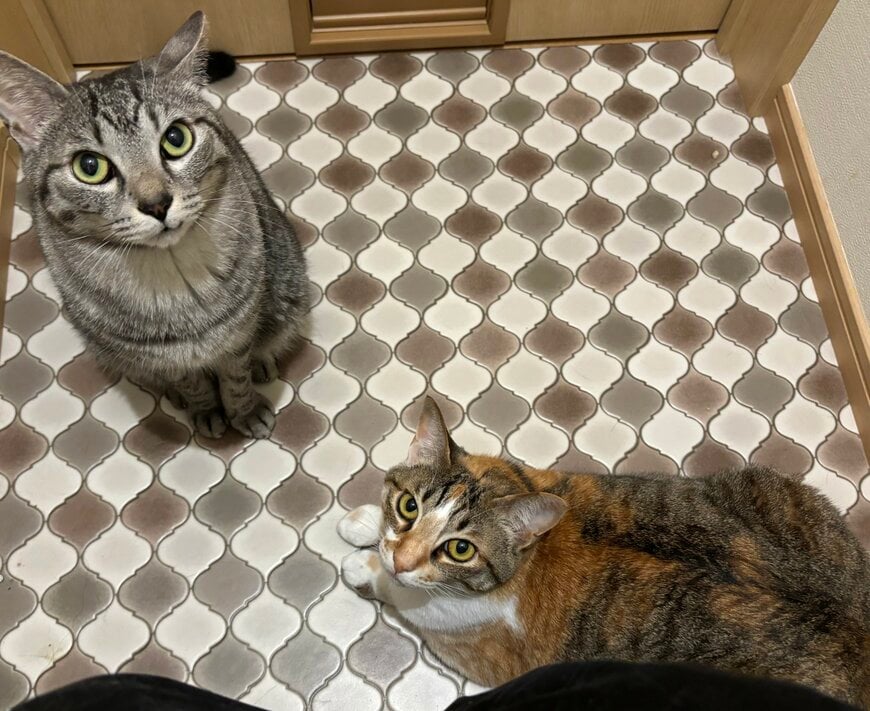 トイレの中にいた2匹の猫
