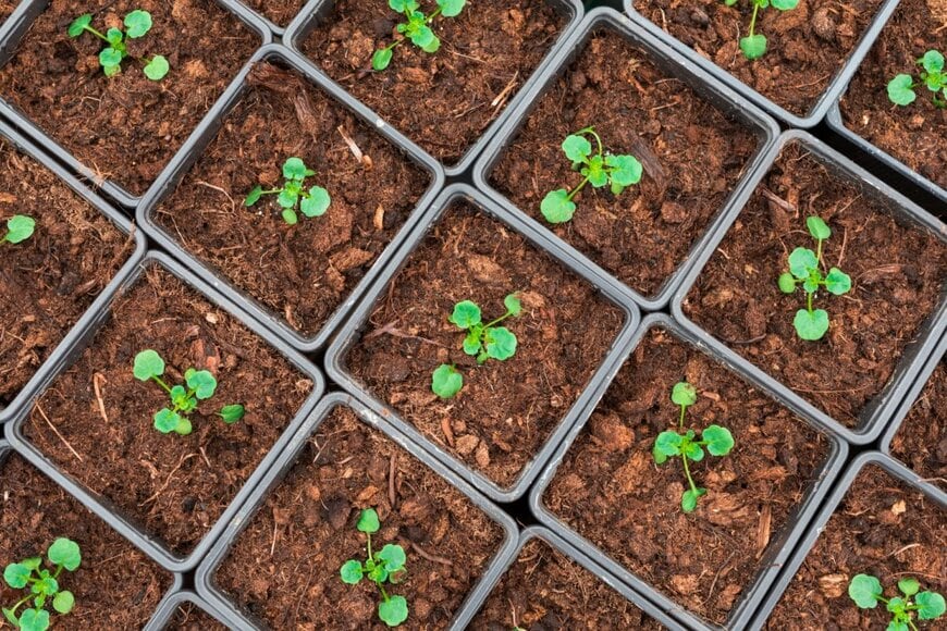 パンジー・ビオラの芽