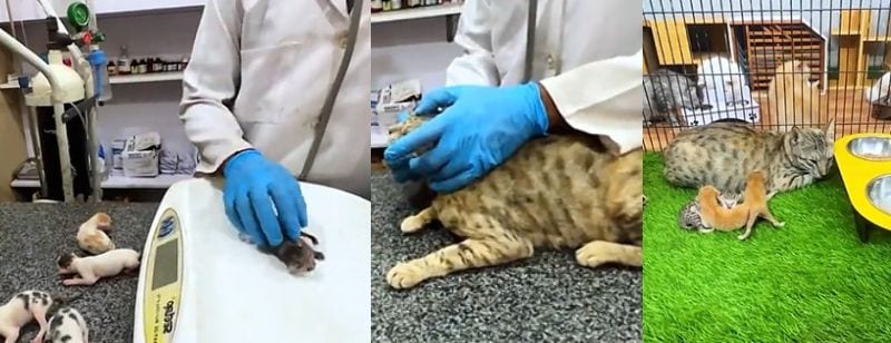 出所：<u><a href="https://www.tiktok.com/@rescue.sweet/video/7511909937115647274" target="_blank">@rescue.sweet</a></u>