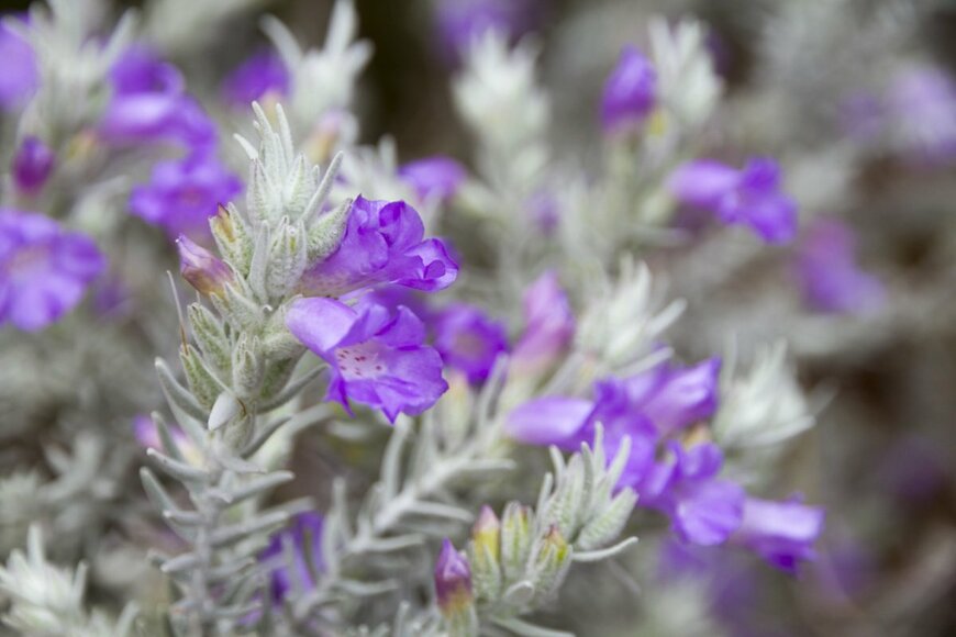 エレモフィラ・ニベア,花期は2月,花色はパープル,シルバーリーフ