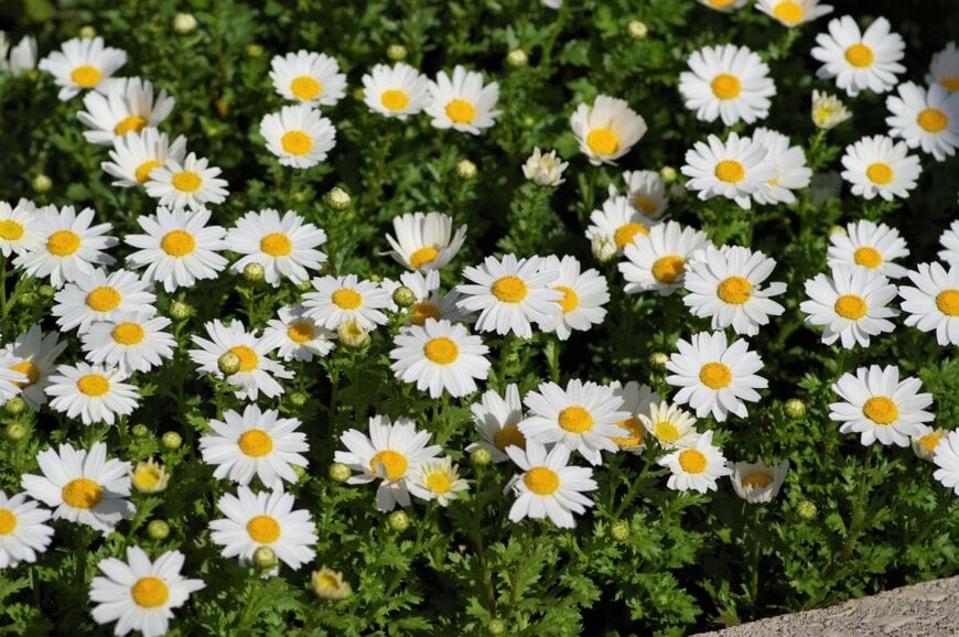 中央が黄色、花びらが白の、ノースポールの花