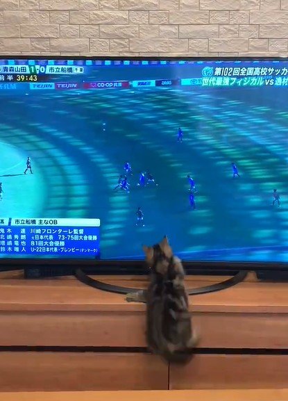 テレビ台から落ちる猫