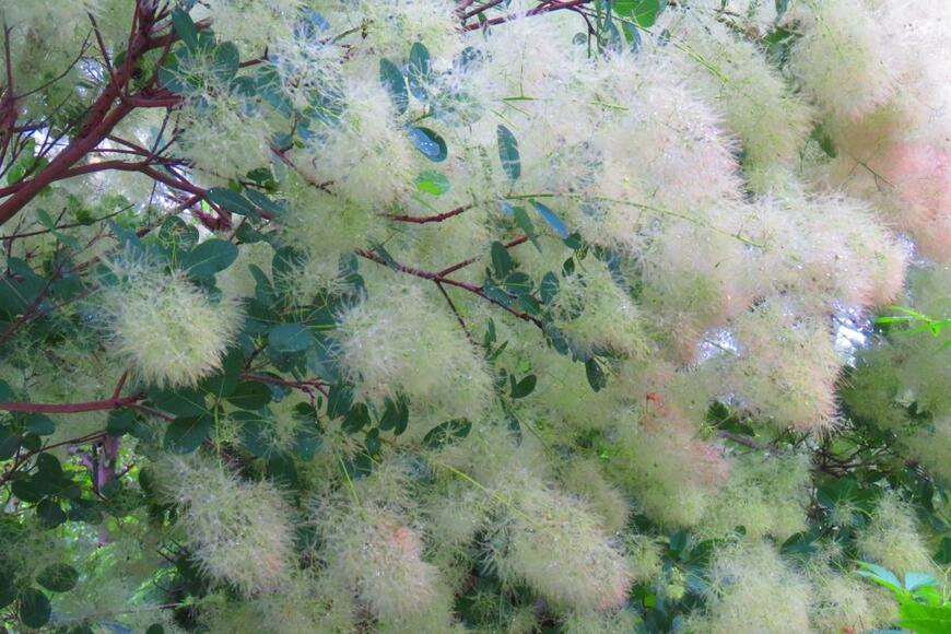 スモークツリー