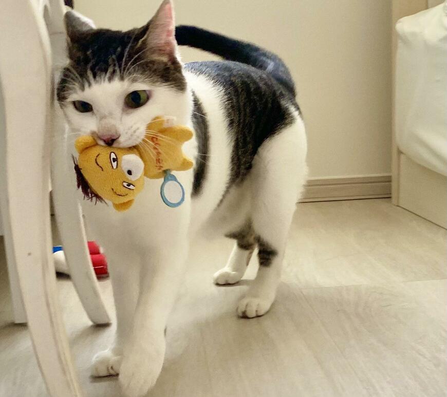 大きくなった猫とぬいぐるみ