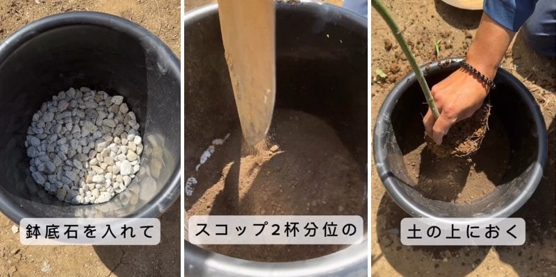 投稿の画像