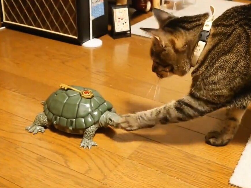 亀と猫