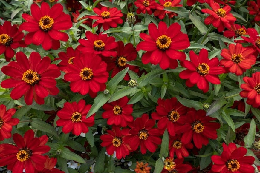 真っ赤なジニアの花。