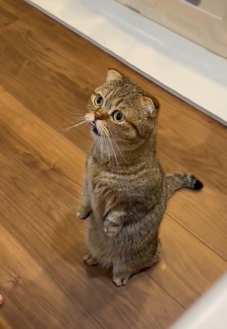 立ち上がる猫