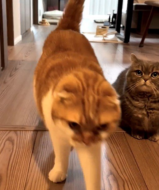 お見送りする猫