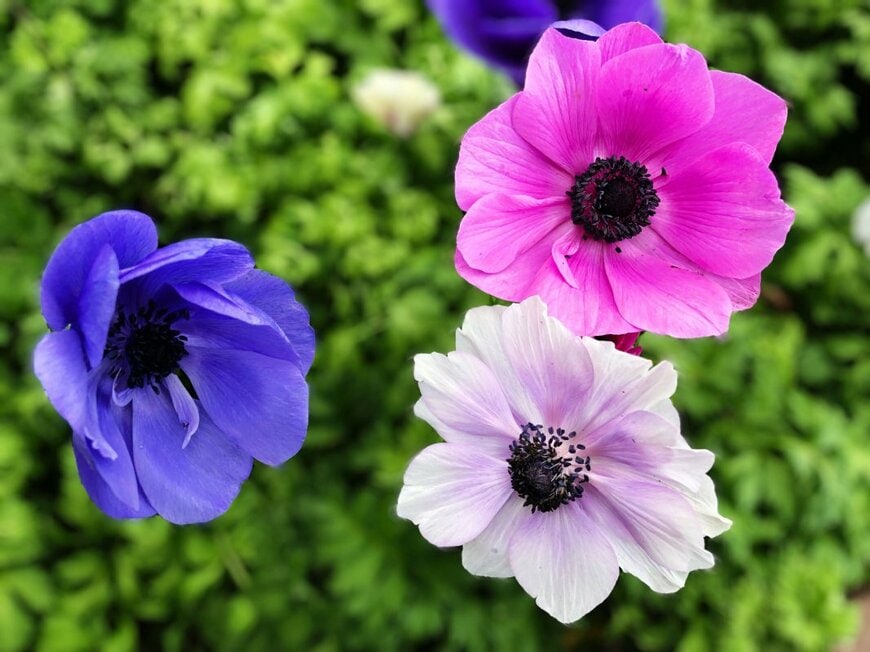 淡い紫色、ピンク、白の花を咲かせている、アネモネ