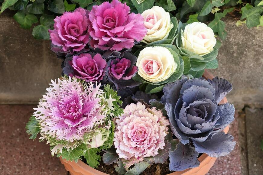 ピンク・紫・白のハボタン