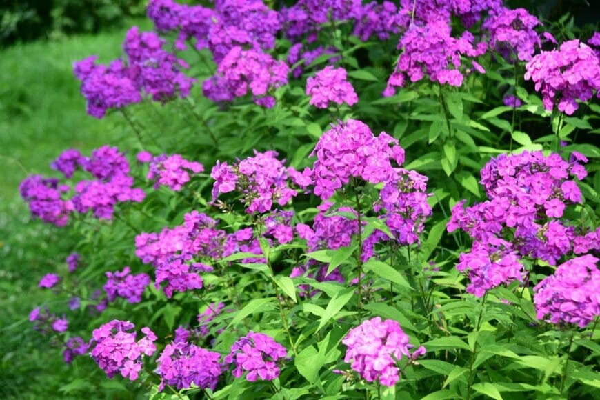 ピンク色の花を咲かせている、宿根フロックス