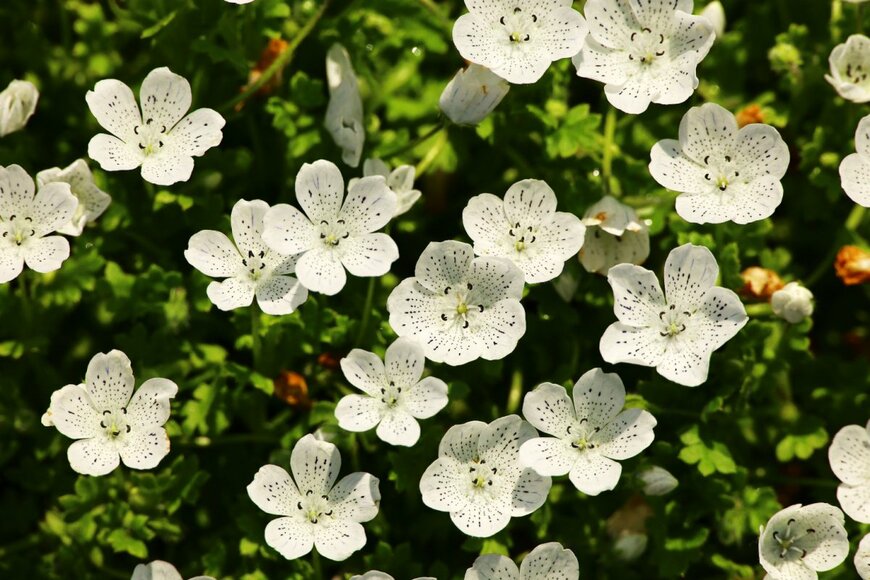純白の花を咲かせている、スノーストーム