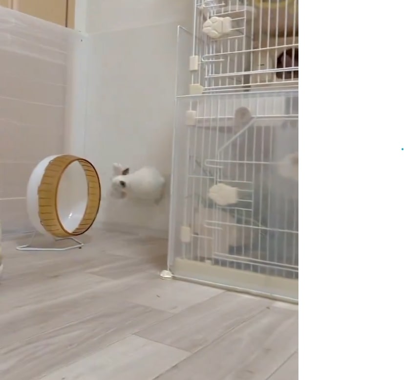 ぬいぐるみとチンチラ