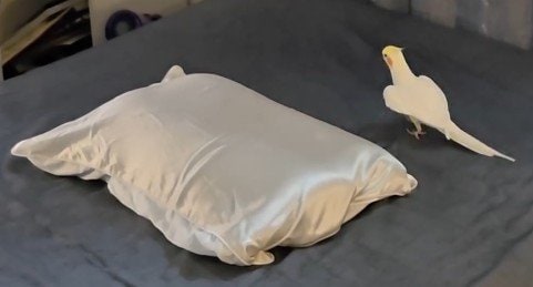 投稿の画像