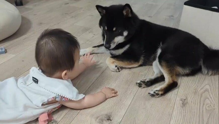 柴犬と赤ちゃん