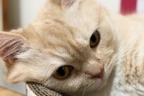 【眠い猫ちゃん】お風呂へ行く飼い主さんに意外な反応を見せる　「まさかの行動」に笑ってしまう