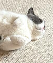 掃除の後に猫を見ると　まさかの格好に思わず笑ってしまう