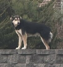スーパーで2年近く野良生活をしていた犬。71日間にわたる保護活動の末、新たな家族と幸せに暮らす物語に感動