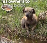 豪雨の中、道路で置き去りだった子犬 救助され心を開き、新たな人生を掴んだ姿に感動