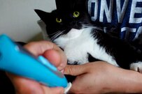 肉球の毛を整えているだけなのに…猫ちゃんの困惑した表情に思わず笑ってしまう