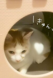 自作ハウスで飼い主と遊ぶ猫ちゃん　偶然できた「ハートの光」に癒される人続出