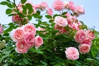 【定額減税補足給付金】最大4万円の不足額給付！横浜市も通知発送済み「自動的に振り込まれる人と申請しないともらえない人の違いは？」