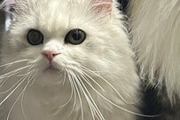 「ちゅ～ぶのワサビどこ～？」後ろで猫が整列、2万いいねの反響