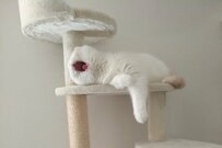 これは未確認生命体…？愛猫の「怖かわいい」あくび姿が話題に