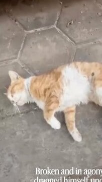 【保護猫】路上でひき逃げされ命の危機にあった子猫　保護され「奇跡の回復を遂げる様子」に反響