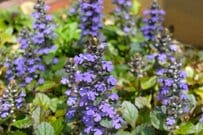 「うちの庭に植えてよかった！」グランドカバープランツ4つ。ローメンテで育てやすい常緑多年草、シックなカラーリーフ、甘い香りの花も！