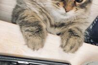 飼い主の食事を見た猫さん…あまりにも衝撃的な形相に爆笑の嵐「かわいい」