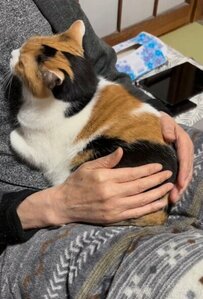 お母様の膝の上を満喫する猫　反則級の振る舞いが話題に