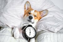 やる気がなさすぎるコーギーがかわいすぎる！まさかの“散歩準備”の様子に笑ってしまう