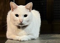 いつもは「よくわからない生物」な猫さんの「たまに撮れる奇跡的に美しい写真」に反響