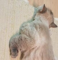 【驚愕】猫の手がおかしな方向に…！独特すぎる寝相で爆睡する猫ちゃん　驚きと癒しのコメント続々