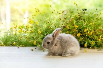 ペットのウサギが自宅で行方不明　パニックで探していると…目の前に広がっていた「まさかの光景」が話題に