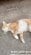 【保護猫】路上でひき逃げされ命の危機にあった子猫　保護され「奇跡の回復を遂げる様子」に反響