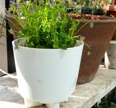 ダイソー「110円植木鉢」と「セール苗」で【節約ガーデニング】！長く