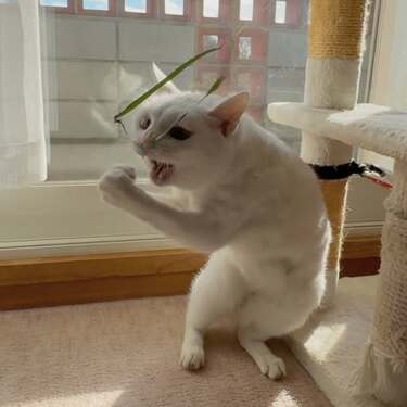 猫ちゃんボクサー爆誕！？ 「かかってこいニャ～！」可愛すぎる〈猫