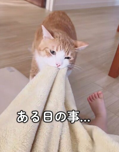 2歳児から毛布を取り戻そうとしています