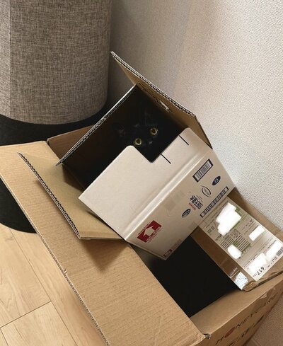 「私を見つけてみて!」と言っているようです