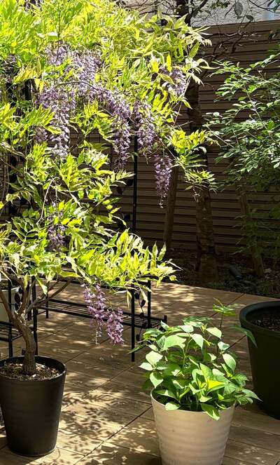 藤あя子のAmeba公式ブログ投稿