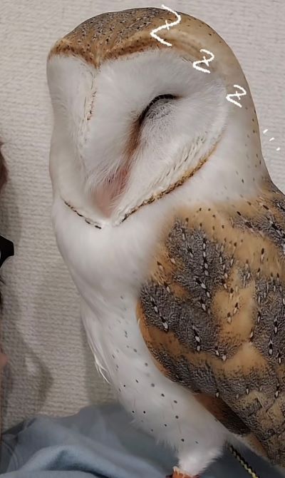 投稿動画のワンシーン