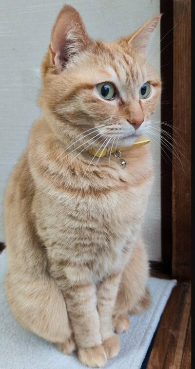 投稿の画像